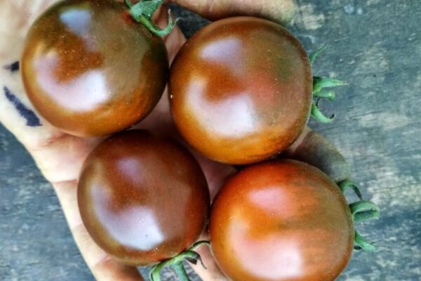 Томат Куматы, Кумато