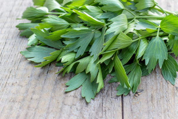 Любисток